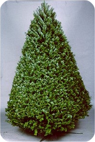 Douglas Fir Christmas trees