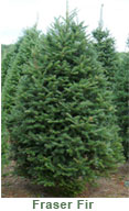 Fraser fir Christmas trees