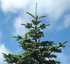 Noble Fir Christmas trees