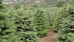 bay area christmas tree lot farms