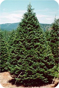 Grand Fir Christmas trees